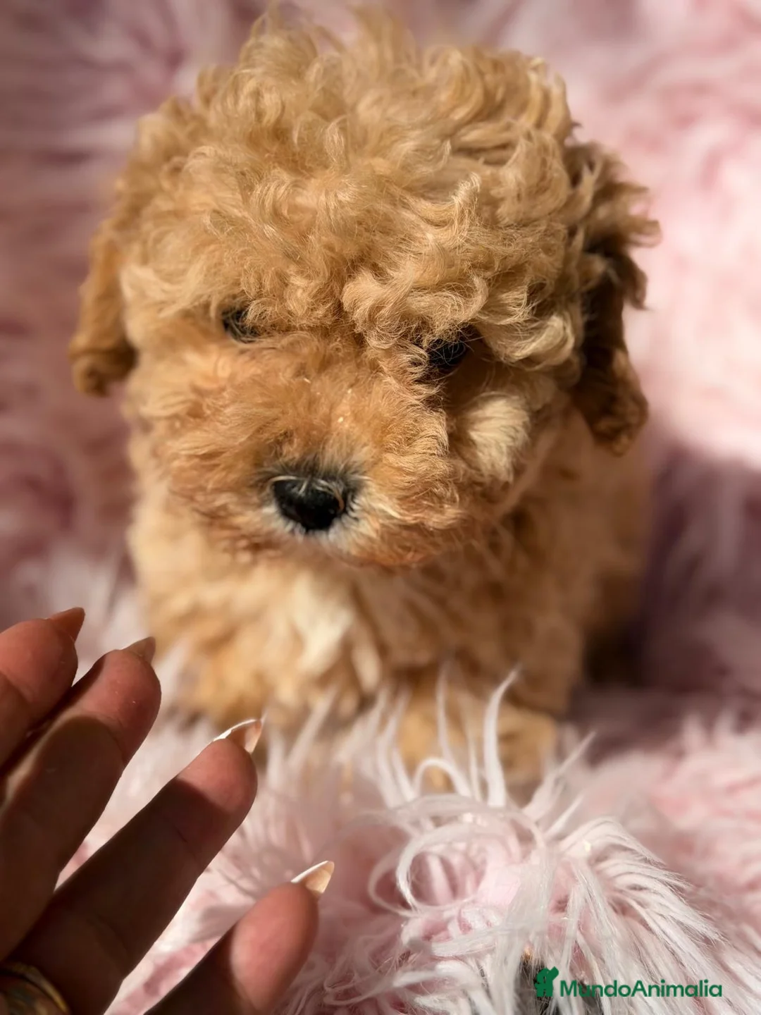 Maltipoo perros en venta: Maltipoo apricot hembra - Anuncio 5