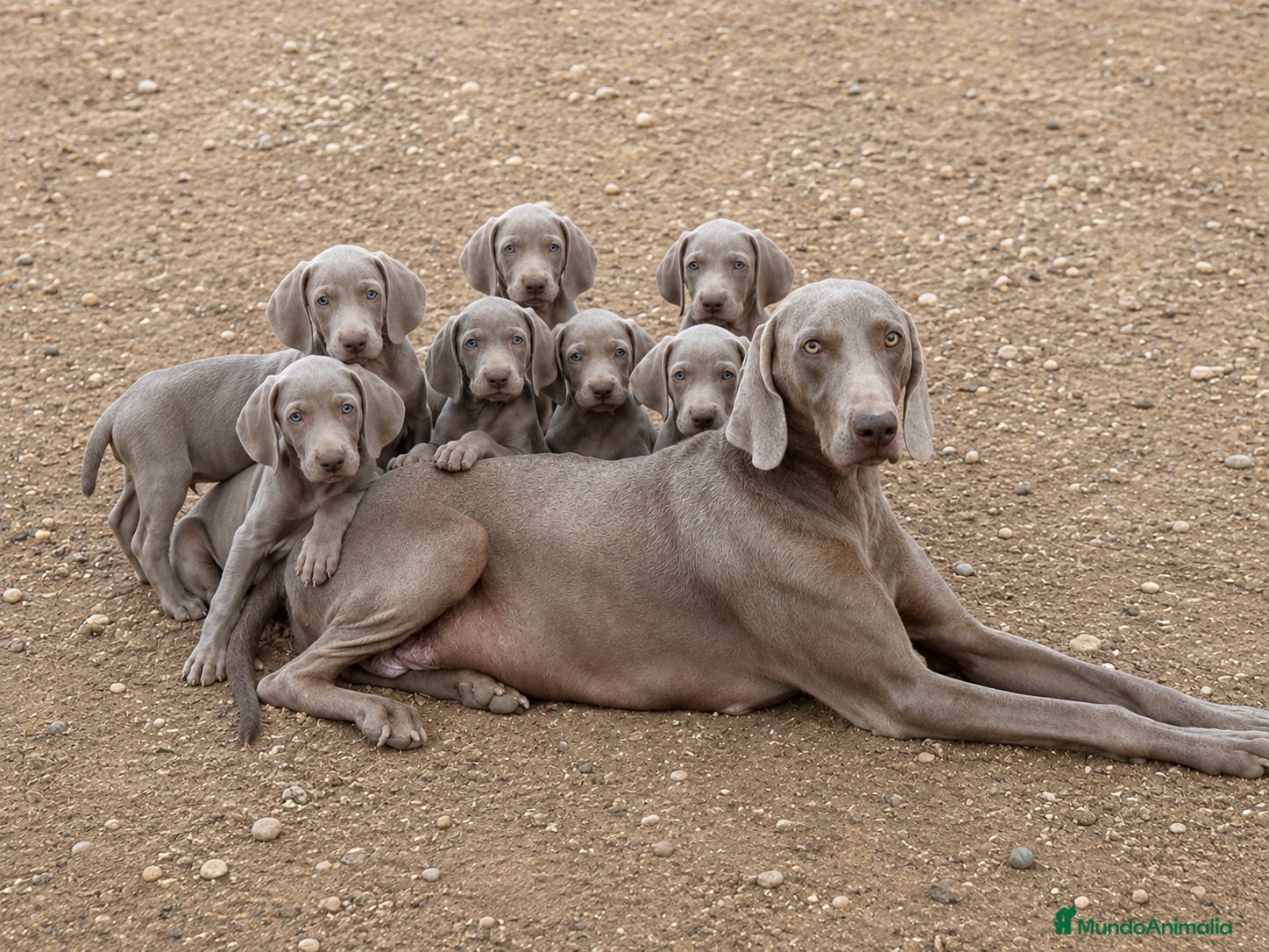 Weimaraner perros Braco de weimar  - Anuncio 1