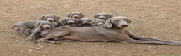 Weimaraner perros en venta: Braco de weimar  - Anuncio 1