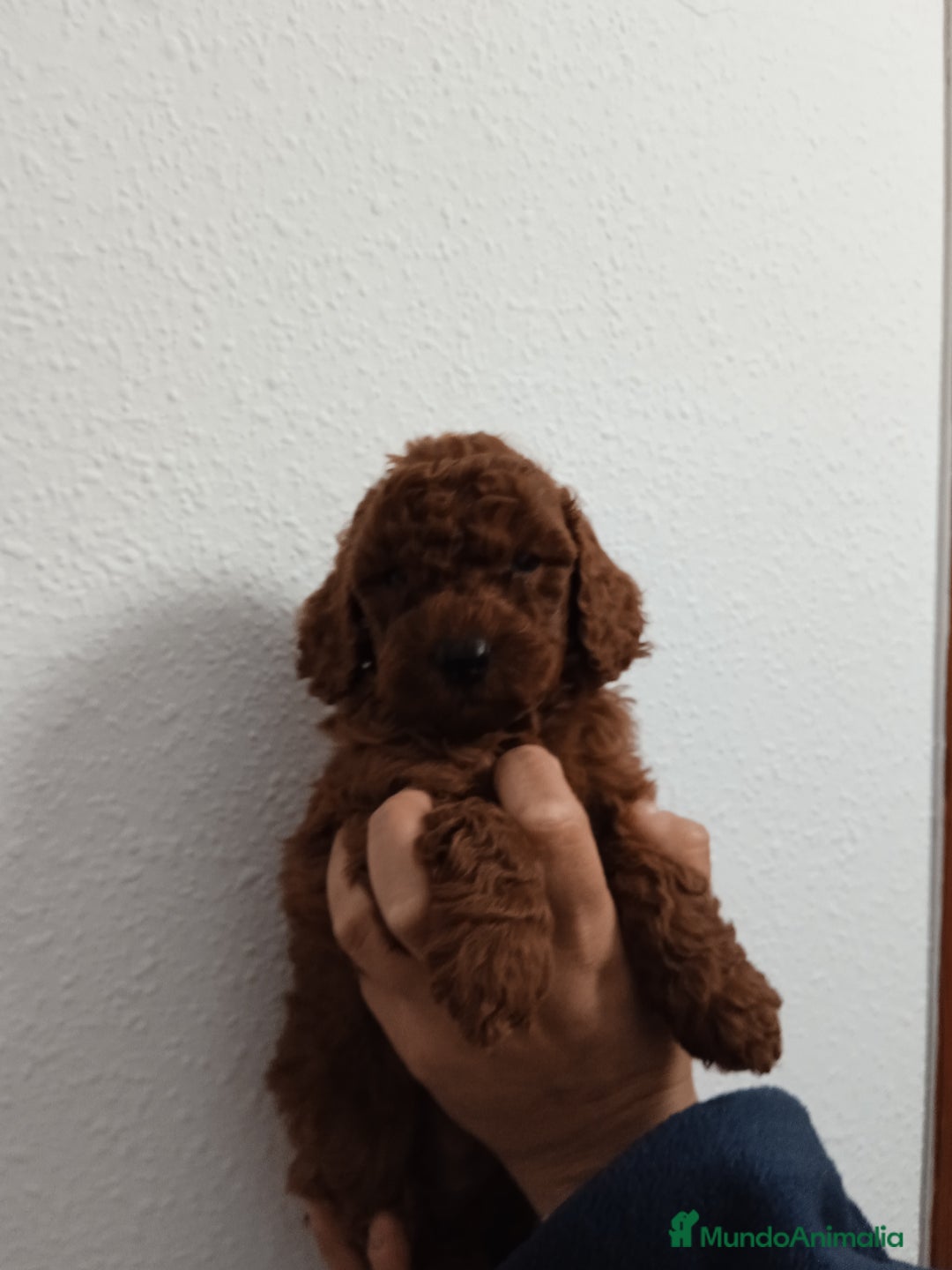 Caniche Enano perros en venta: Camada de caniches toy y enano  - Anuncio 6