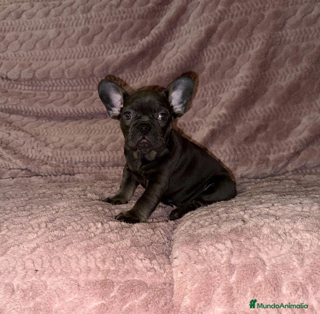 Bulldog Francés perros en venta: Bulldog francés Blue tan M y H - Anuncio 9