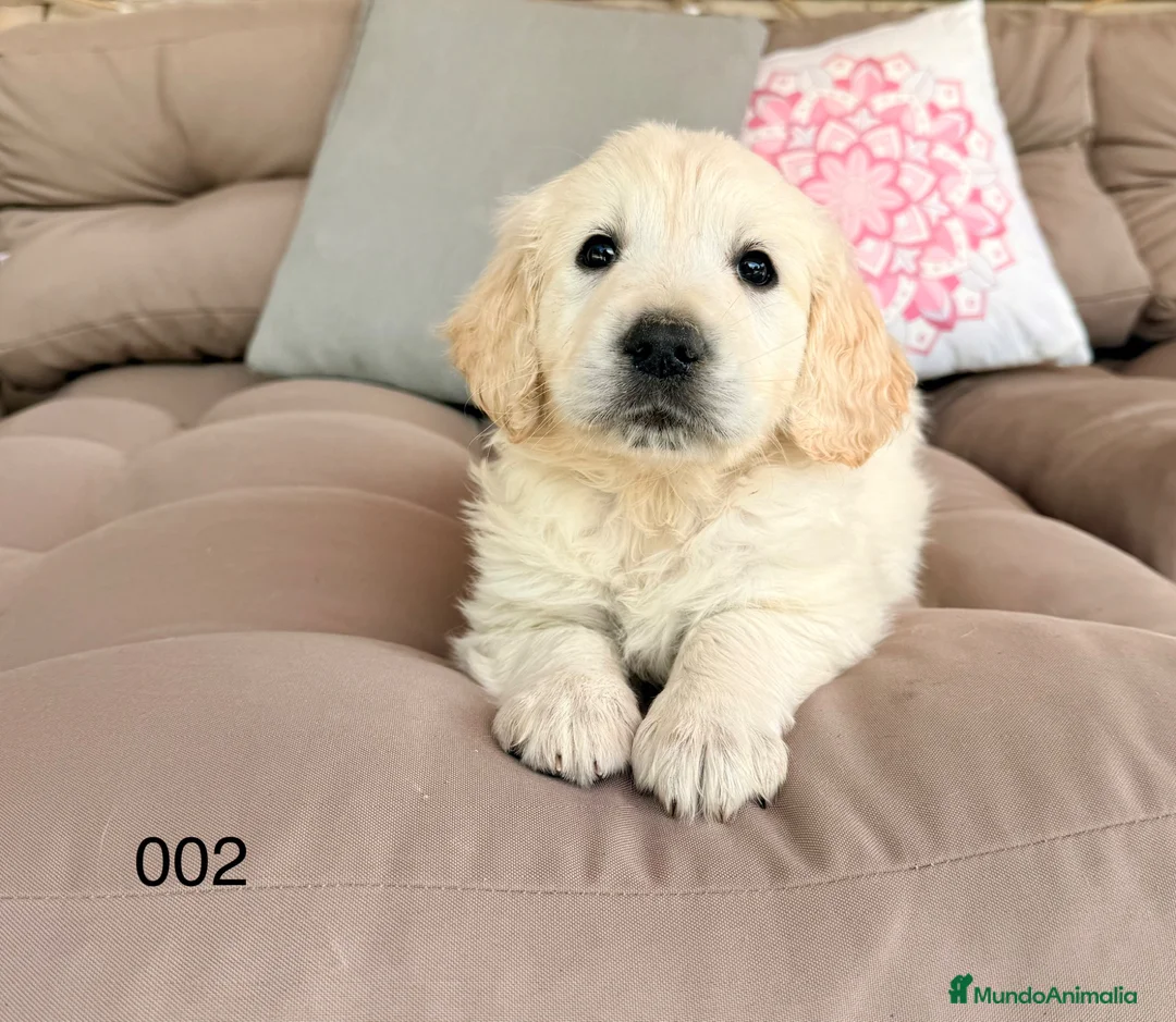 Golden Retriever perros en venta: GOLDEN RETRIEVER - Anuncio 2