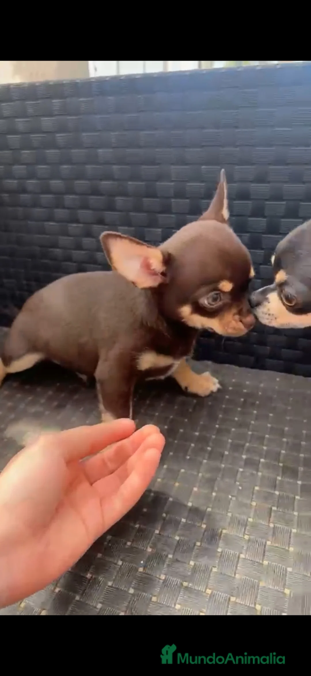 Chihuahua perros en venta: Chihuahua macho chocolate🐶🐾 en Sevilla - Anuncio 1