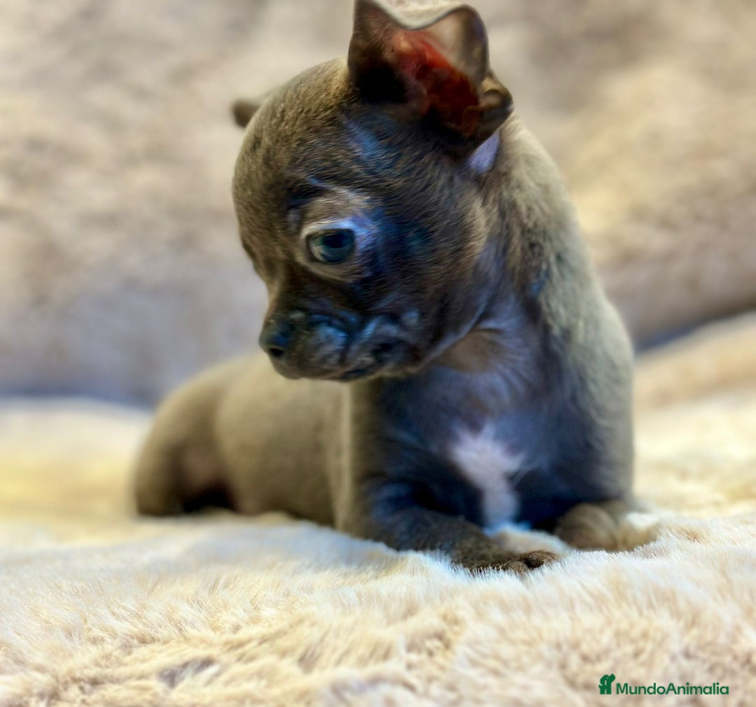 Chihuahua perros en venta: Chihuahua Blue sólido Toy  - Anuncio 7