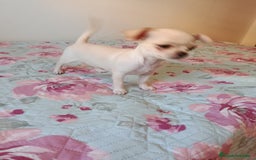Chihuahua perros en venta: Chihuahua toy en Valencia  - Imagen 1