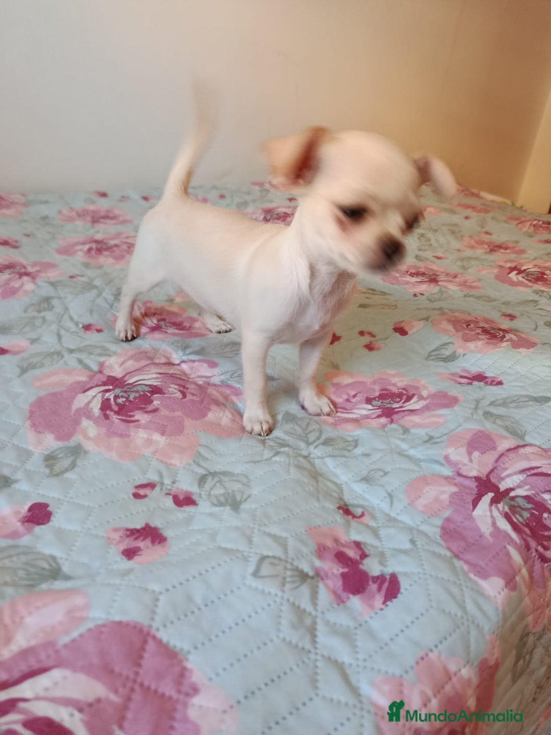 Chihuahua perros en venta: Chihuahua toy en Valencia  - Imagen 1