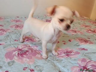 Chihuahua perros - Anuncio 12