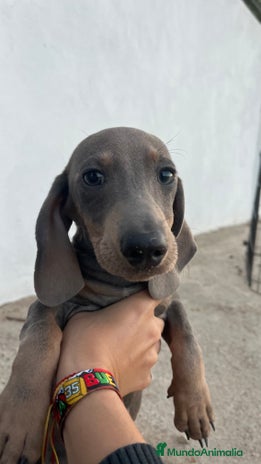 Teckel Miniatura perros - Anuncio 2