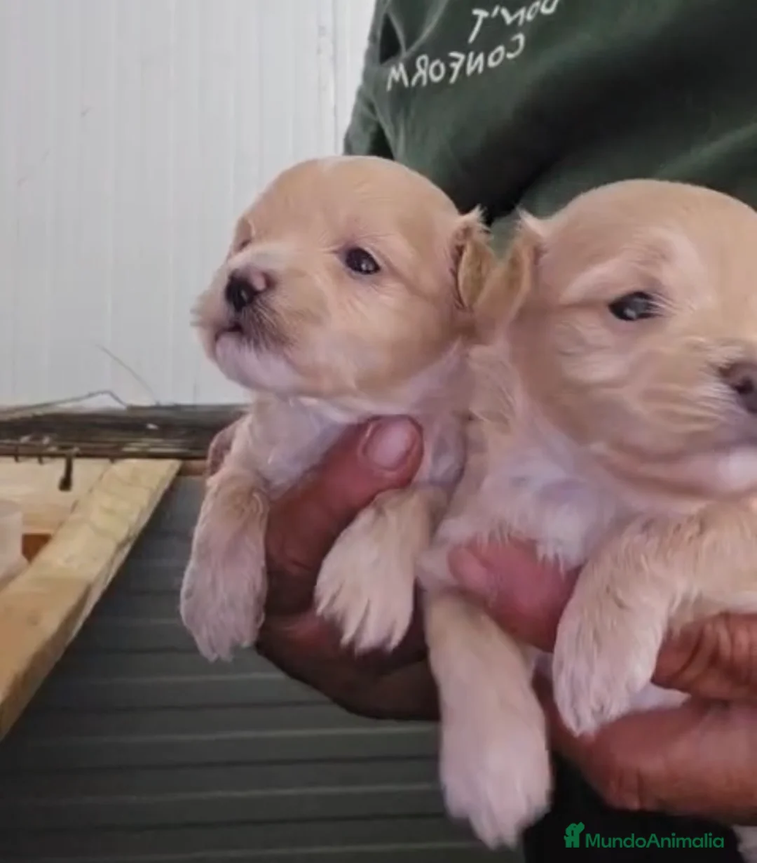 Maltipoo perros en venta: Preciosas hembras Maltipoo Toy 🐾🔥🩷 en Sevilla - Anuncio 4