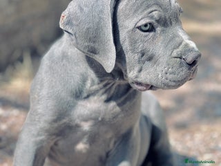 Cane Corso perros - Anuncio 11
