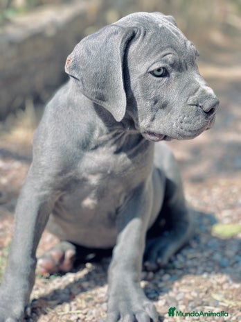Cane Corso perros - Anuncio 10