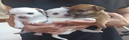 Chihuahua perros en venta: CHIHUAHUAS TOYS EXCLUSIVOS  - Anuncio 2