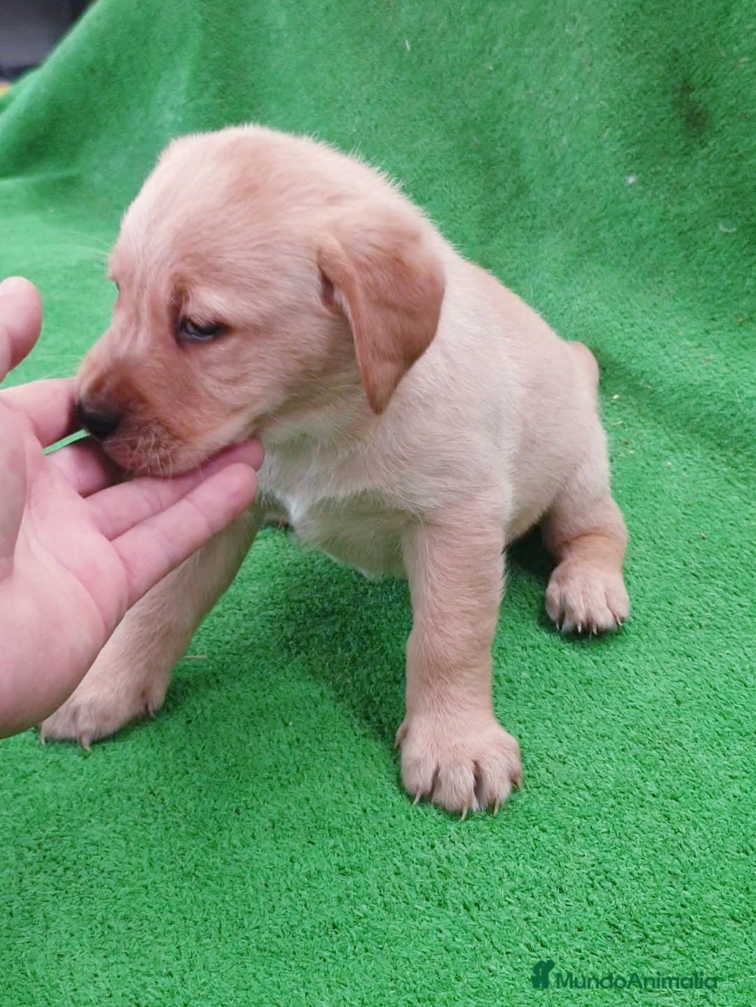 Labrador Retriever perros # Labrador Retriever ## - Anuncio 1