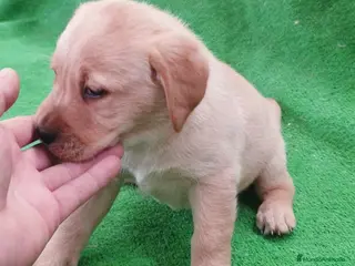 Labrador Retriever perros # Labrador Retriever ## - Anuncio 3