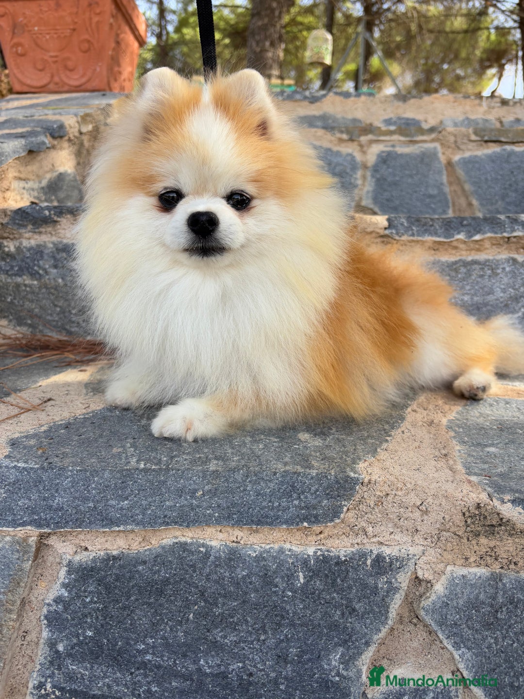 Pomerania perros en venta: Pomerania muy pequeñita (Toy) - Imagen 6