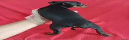 Pinscher Miniatura perros en venta: MiniPincher  - Anuncio 4