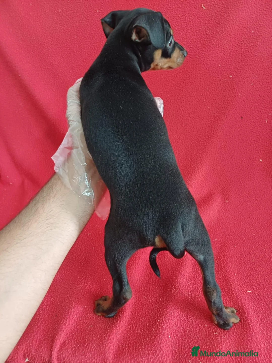 Pinscher Miniatura perros en venta: MiniPincher  - Anuncio 4