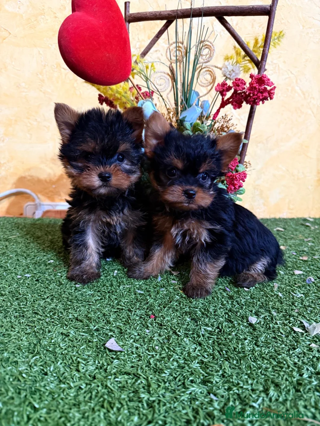 Yorkshire Terrier perros en venta: Yorkshire excelentes cachorritos - Anuncio 1