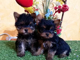 Yorkshire Terrier perros Yorkshire excelentes cachorritos - Anuncio 3