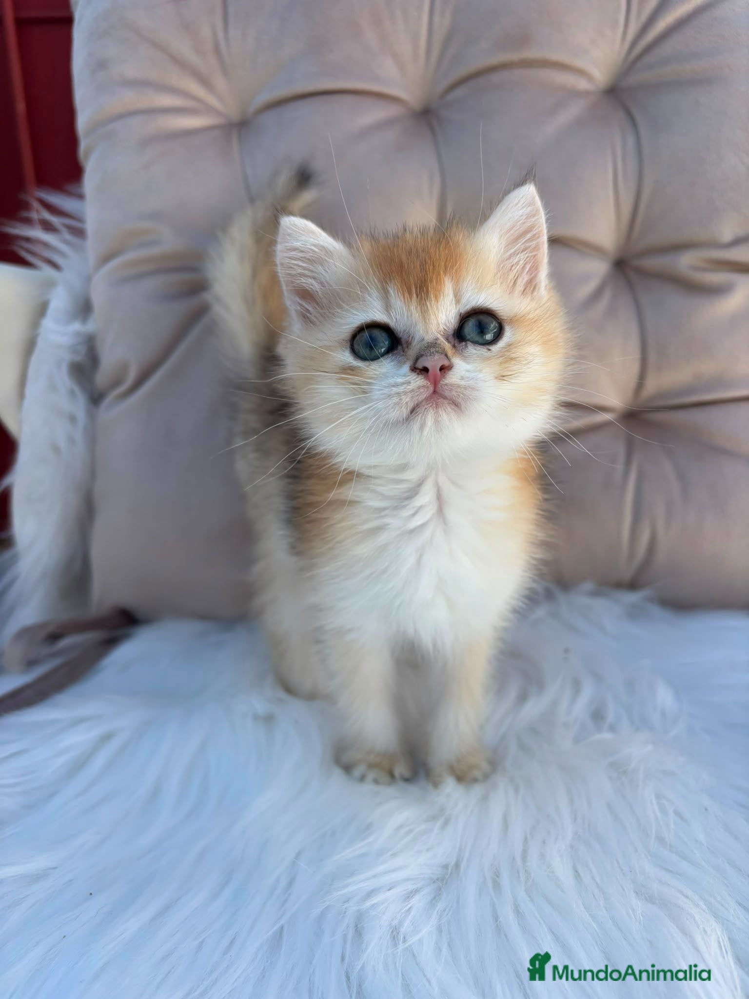 Británico de Pelo Largo gatos Hembra golden.pelo cortp - Anuncio 1