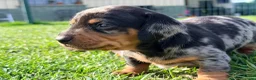 Teckel Miniatura perros en venta: Preciosos Teckel miniatura machos arlequín plata - Anuncio 2