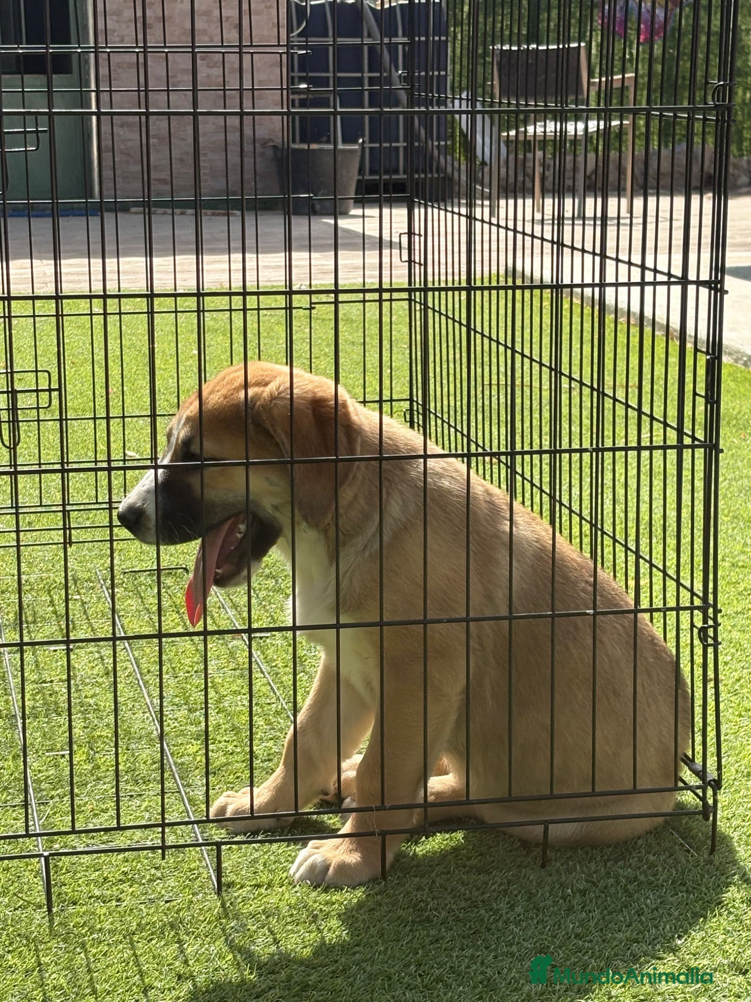 Pastor de Asia Central perros Hembra de Alabai  - Anuncio 1