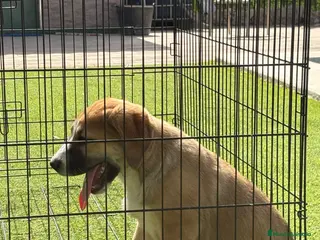 Pastor de Asia Central perros Hembra de Alabai - Anuncio 1