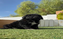 Perro de Agua Español perros en venta: PERRO DE AGUA ESPAÑOL HEMBRA - Imagen 21