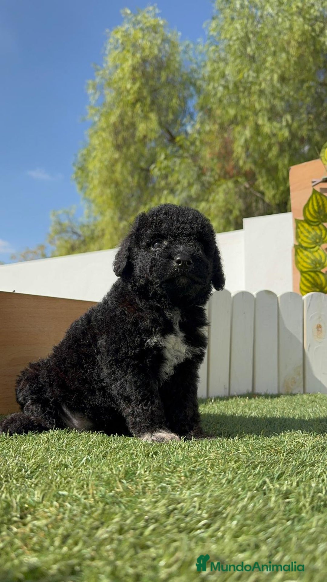 Perro de Agua Español perros en venta: PERRO DE AGUA ESPAÑOL HEMBRA - Imagen 21