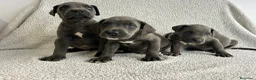 Cane Corso perros en venta: Cane corso - Anuncio 4