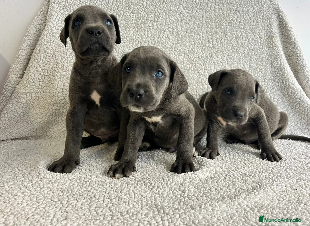 Cane Corso perros en venta: Cane corso - Anuncio 4