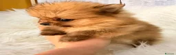 Pomerania perros en venta: Pomerania hembra Toy  - Anuncio 1