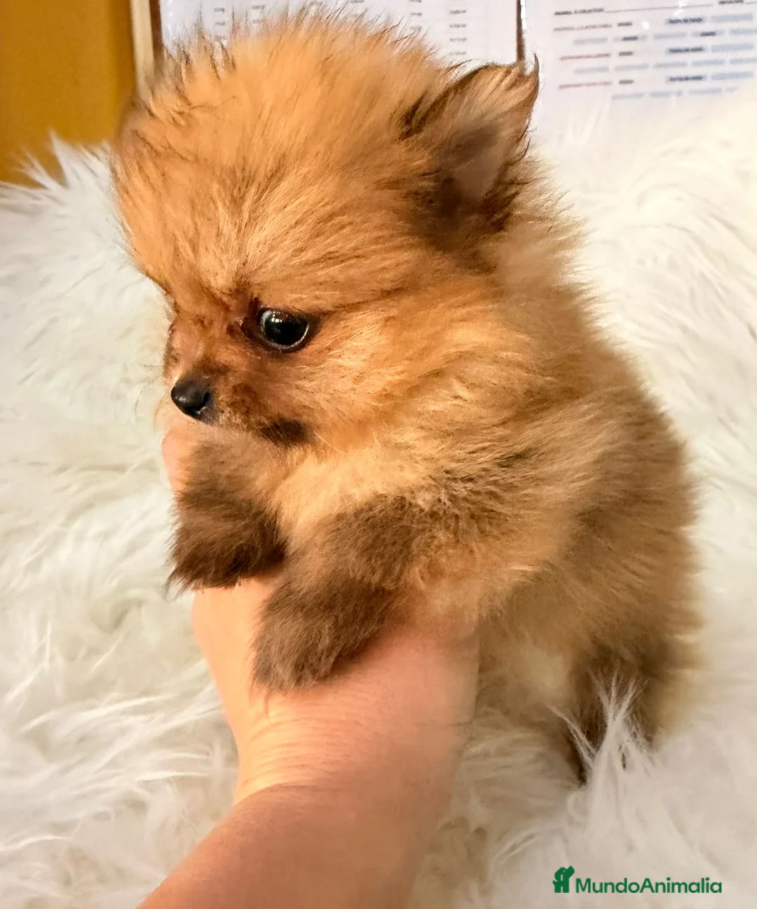 Pomerania perros en venta: Pomerania hembra Toy  - Anuncio 1