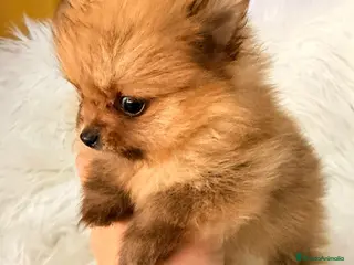 Pomerania perros Pomerania hembra Toy - Anuncio 2