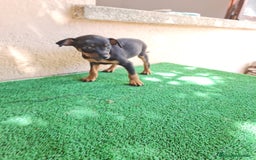 Ratón de Praga perros en venta: Raton de praga - Imagen 12