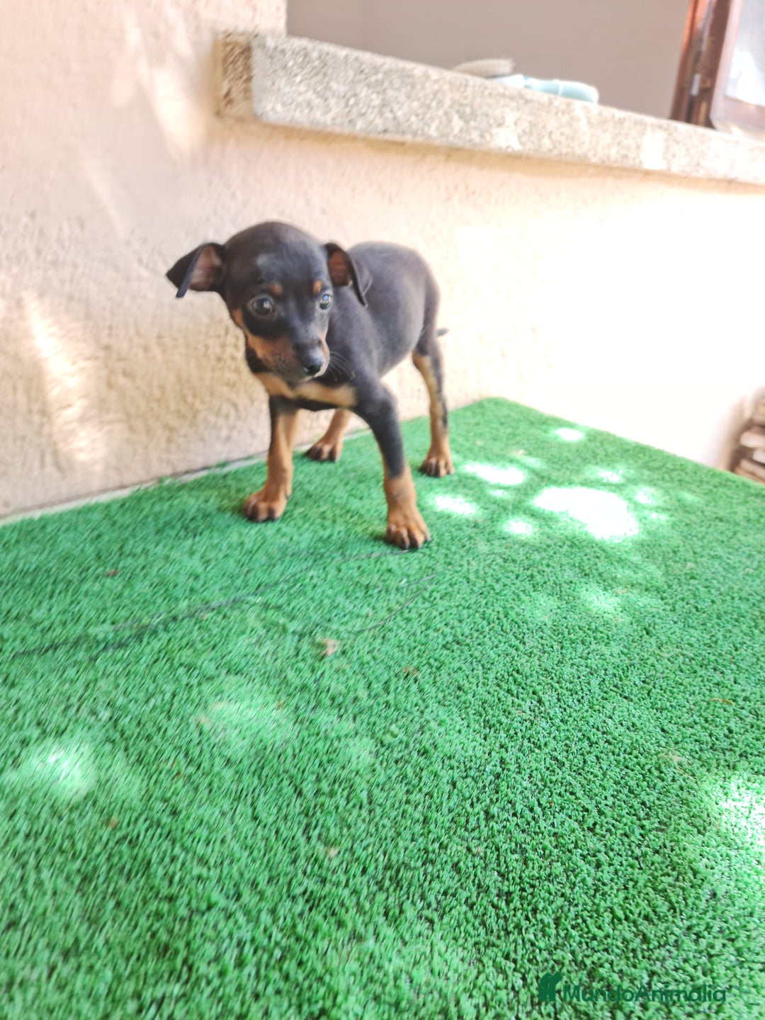 Ratón de Praga perros en venta: Raton de praga - Imagen 12