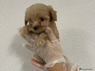 Maltipoo perros maltipoo minis - Anuncio 2
