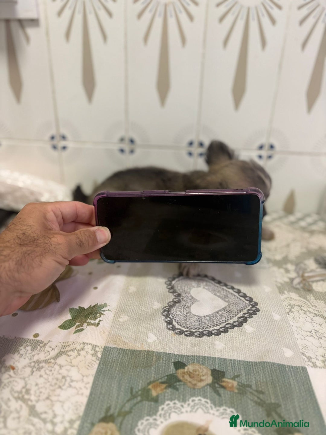 Chihuahua perros en venta: Chihuahua pelo largo cabeza 🍏 - Imagen 5