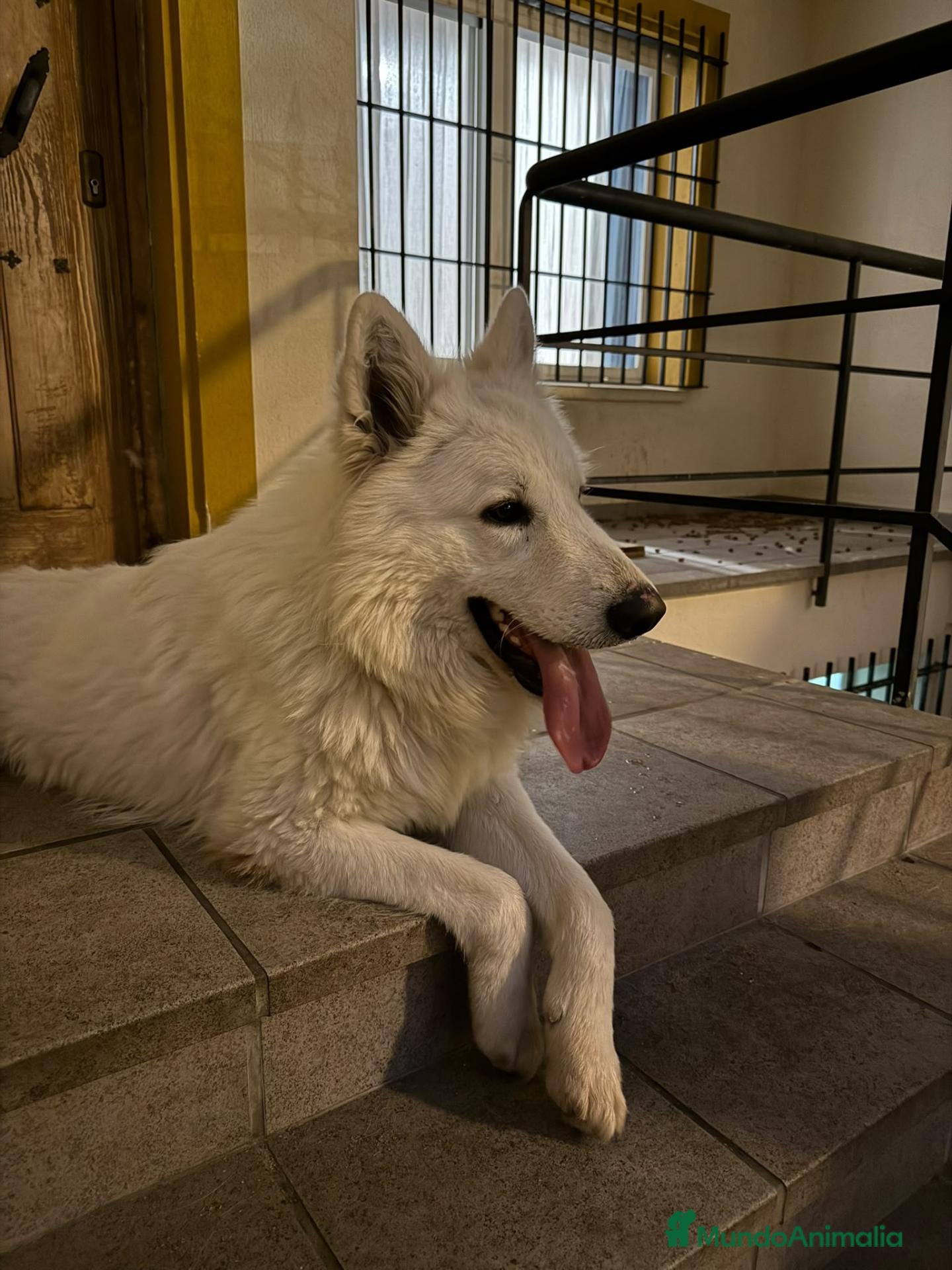 Pastor Blanco Suizo perros Macho de pastor suizo con 3 años con pedigree  - Anuncio 1