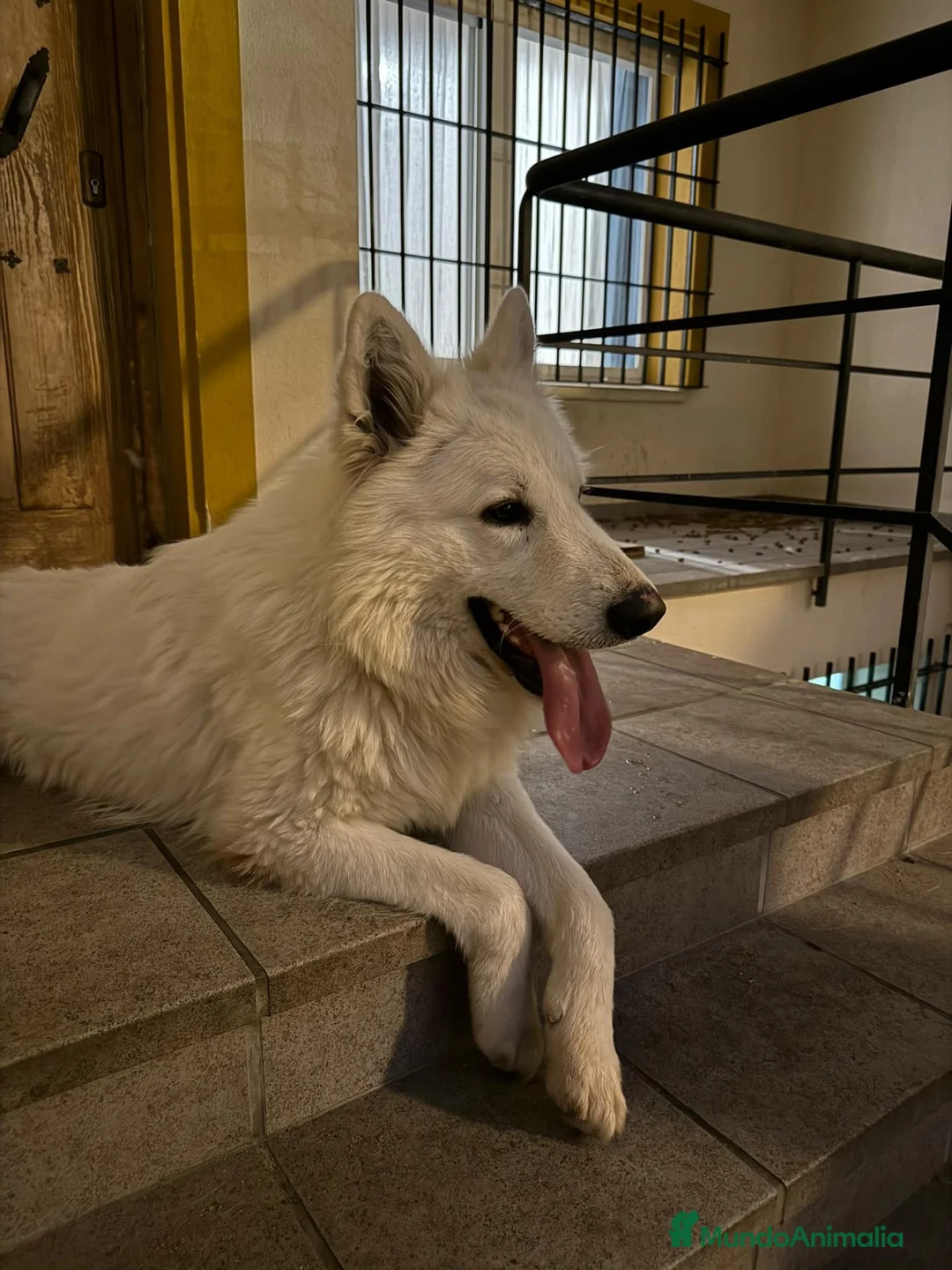 Pastor Blanco Suizo perros en venta: Macho de pastor suizo con 3 años con pedigree  - Anuncio 1