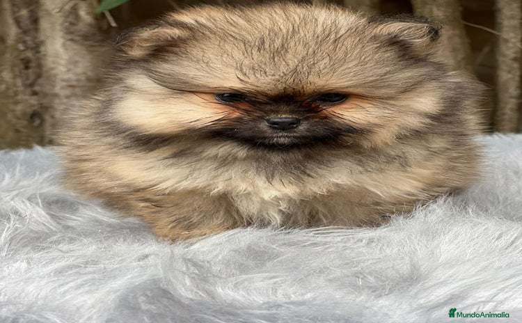Pomerania perros - Anuncio 6