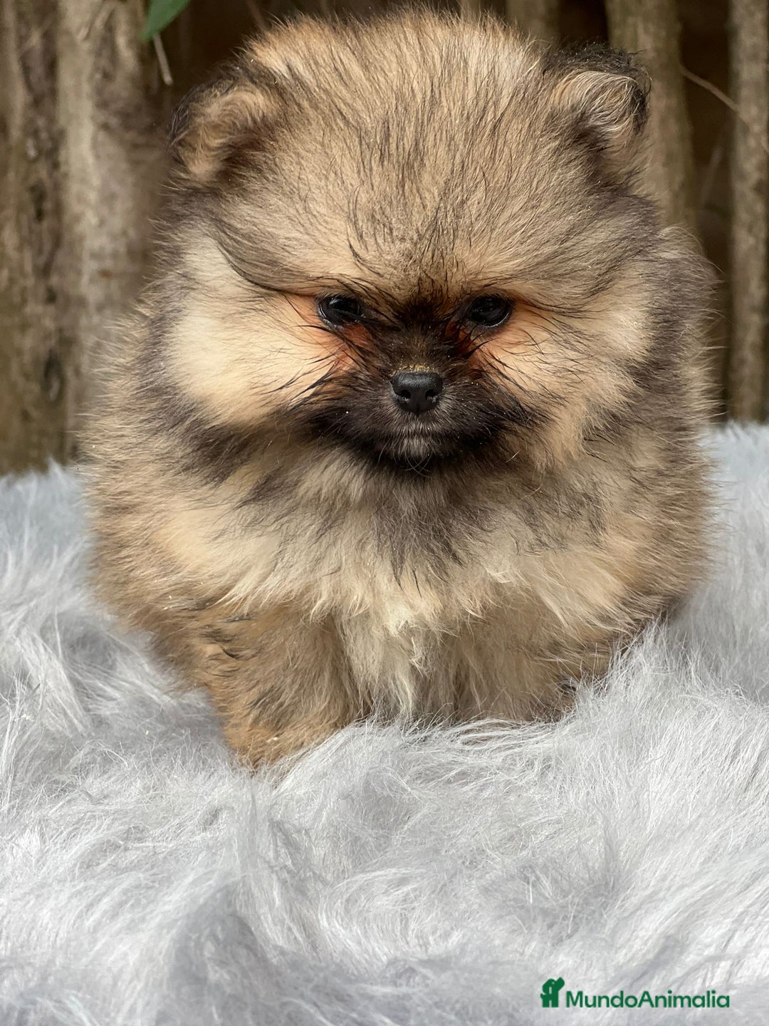 Pomerania perros en venta: POMERANIA TOY CARA OSO DISPONIBLE - Imagen 1