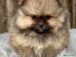 Pomerania perros POMERANIA TOY CARA OSO DISPONIBLE - Anuncio 13