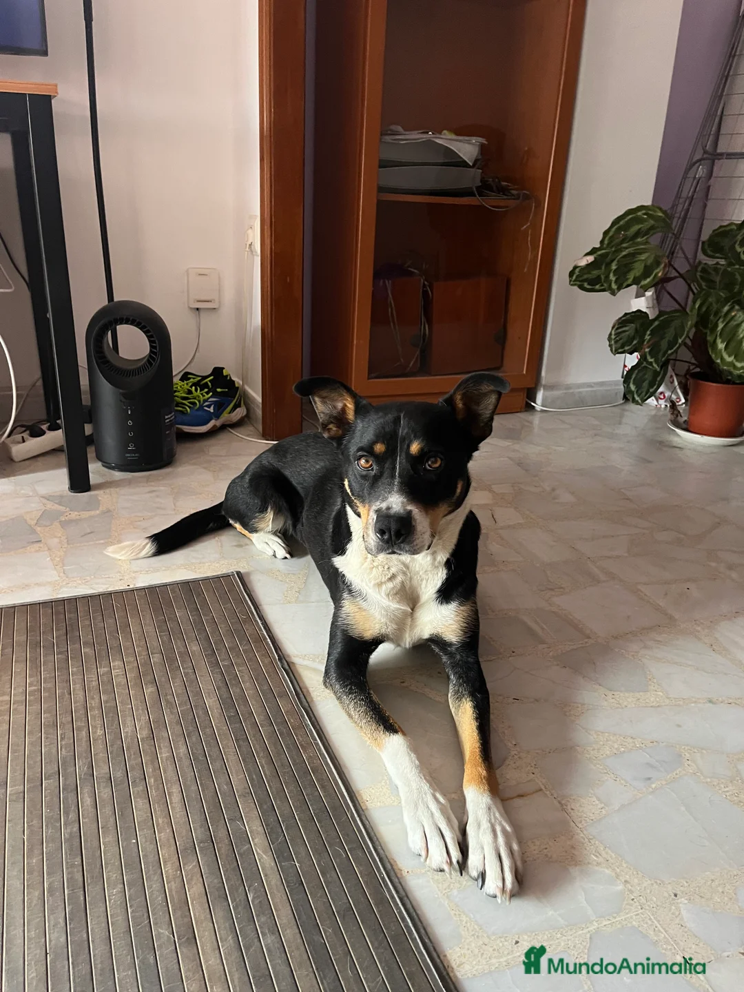 Raza Mixta perros en adopcion: Mika  - Anuncio 2