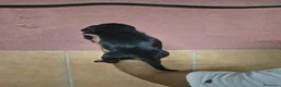Teckel perros en venta: Teckel arlequín y negro  en Girona - Anuncio 6