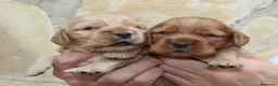 Cocker Spaniel Inglés perros en venta: Cocker Spaniel ingles Dorados  - Anuncio 4