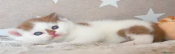 Británico de Pelo Corto gatos en venta: Camada espectacular British Shorthair Pedigree WCF - Anuncio 18