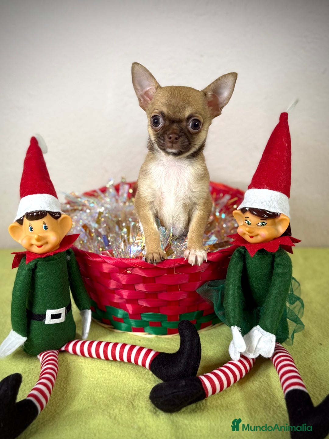 Chihuahua perros en venta: Excelentes chihuahuas machos - Anuncio 3