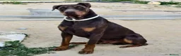 Dobermann perros en venta: Dobermann - Anuncio 11