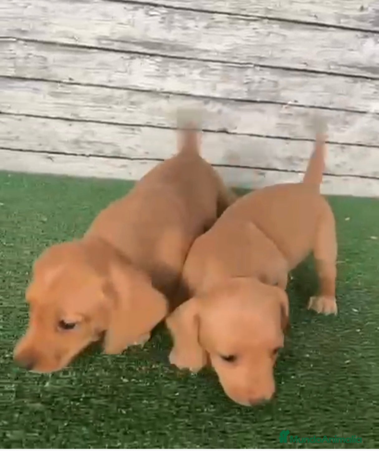 Teckel Miniatura perros Teckels kanichen dorados macho y hembra  - Anuncio 3